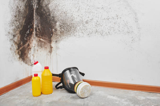 Professional Mold Removal in Orangeburg, NY