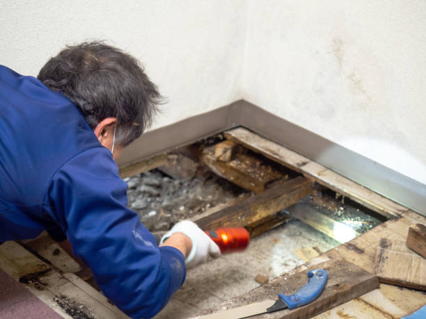Best Black Mold Removal  in Orangeburg, NY