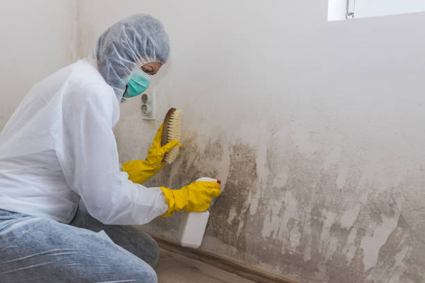 Mold Removal Process in Orangeburg, NY