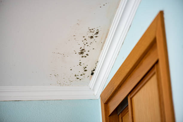 Best Commercial Mold Removal  in Orangeburg, NY