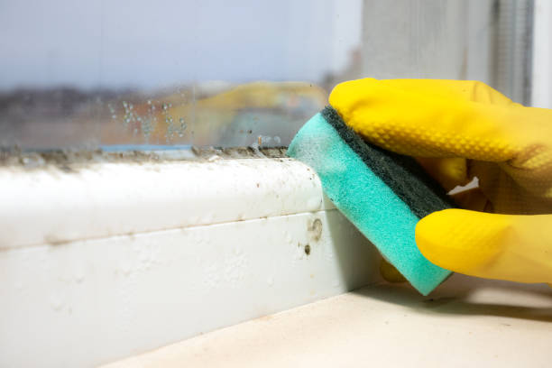 Best Mold Removal Company Near Me  in Orangeburg, NY