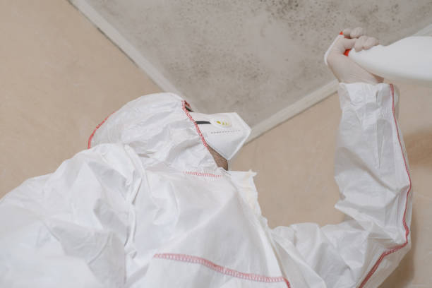 Best Mold Damage Repair  in Orangeburg, NY