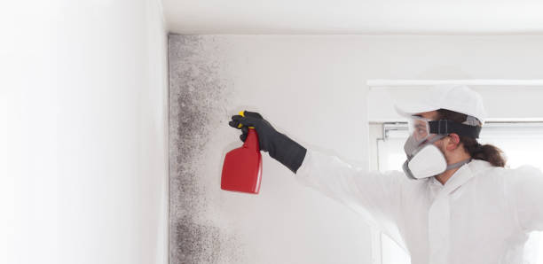 Best Mold Testing and Removal  in Orangeburg, NY