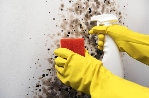 Best Local Mold Removal Service  in Orangeburg, NY