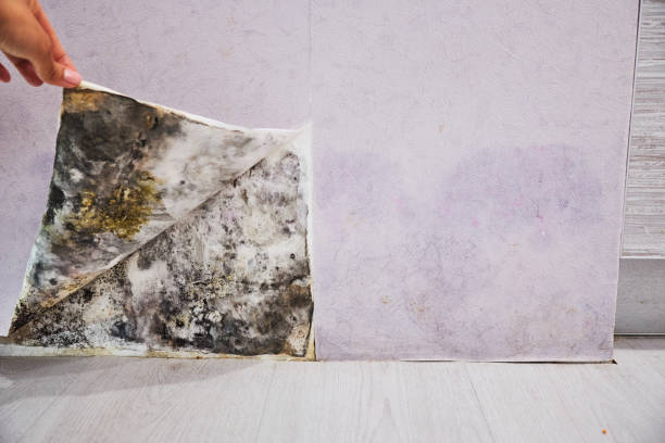 Crawl Space Mold Removal in Orangeburg, NY